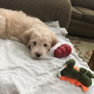 Meet your Posher, Emerson